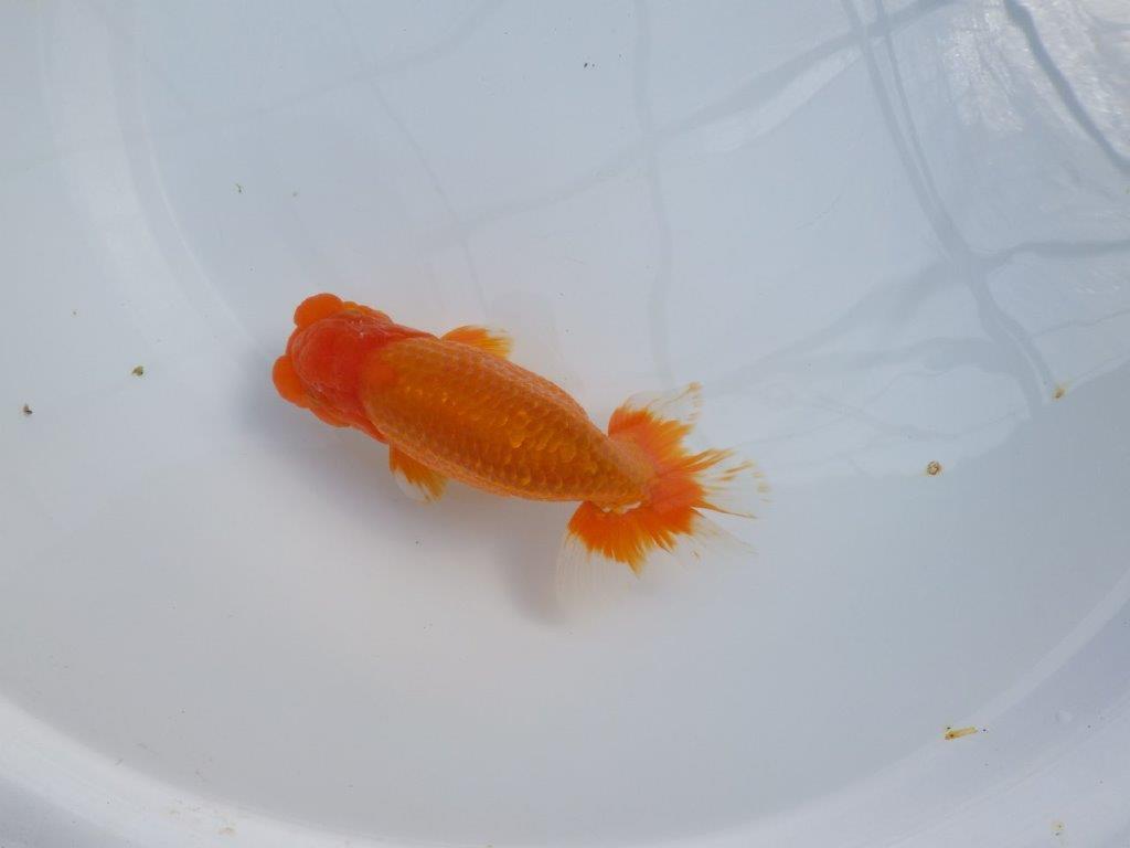 【管理魚】豊橋優遊会二歳会　行司一（１２席）入賞らんちゅう約17㎝ オス