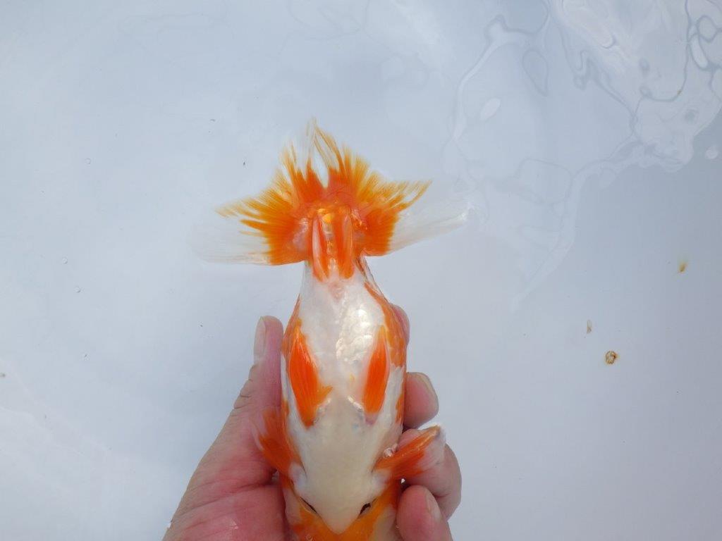 【管理魚】豊橋優遊会二歳会　東前頭四（２３席）入賞らんちゅう約17㎝ メス