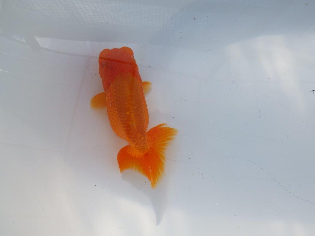 尾の雰囲気が良いらんちゅう　明け二歳魚　 　約13ｃｍ　メス【管理魚】