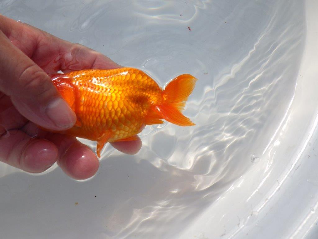 尾の雰囲気が良いらんちゅう　明け二歳魚　 　約13ｃｍ　メス【管理魚】
