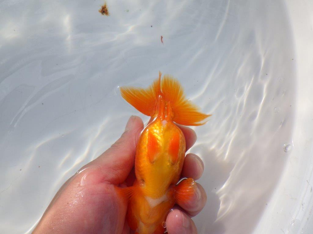 尾の雰囲気が良いらんちゅう　明け二歳魚　 　約13ｃｍ　メス【管理魚】