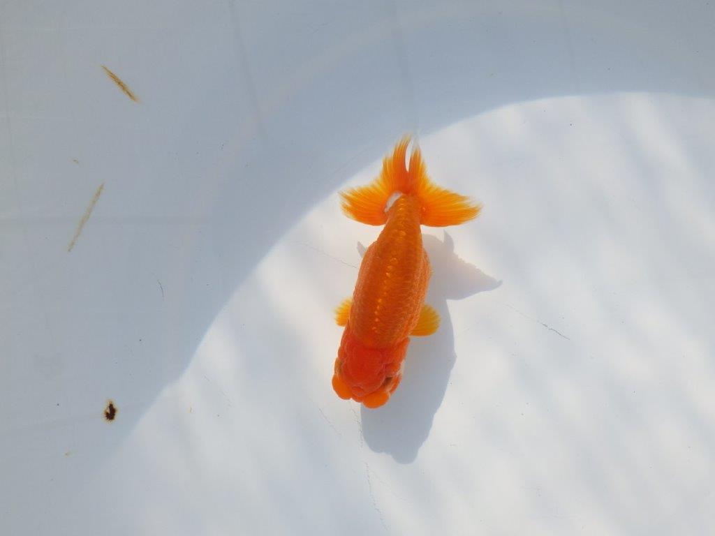 尾張りが良くインパクトのある　明け二歳魚　 　約11ｃｍ　オス【管理魚】