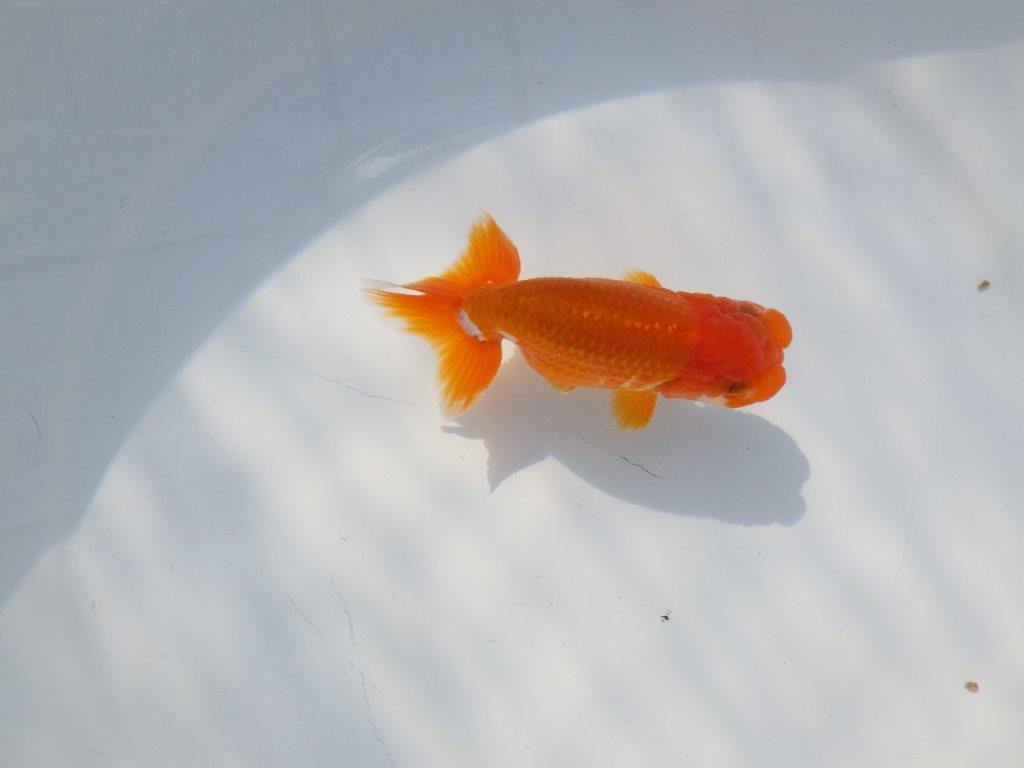 尾張りが良くインパクトのある　明け二歳魚　 　約11ｃｍ　オス【管理魚】
