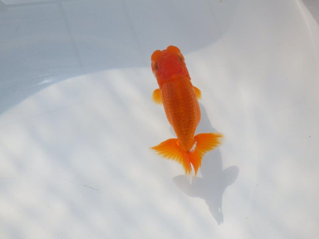 尾張りが良くインパクトのある　明け二歳魚　 　約11ｃｍ　オス【管理魚】の上身