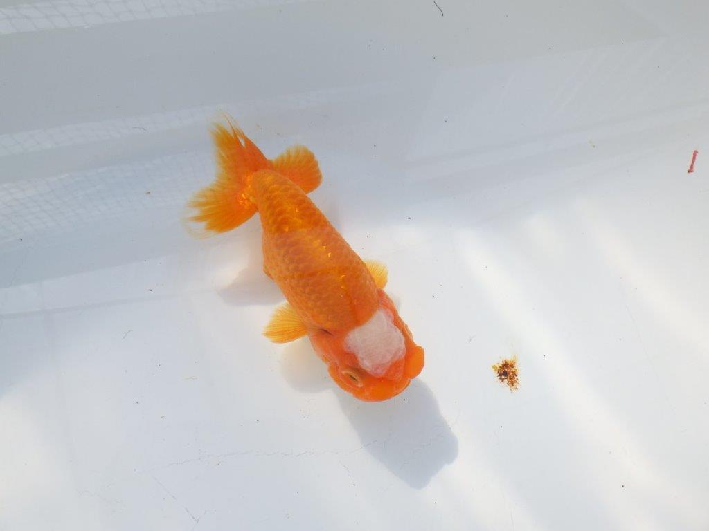 尾構えが良く見栄えの良い　明け二歳魚　 　約13ｃｍ　オス【管理魚】