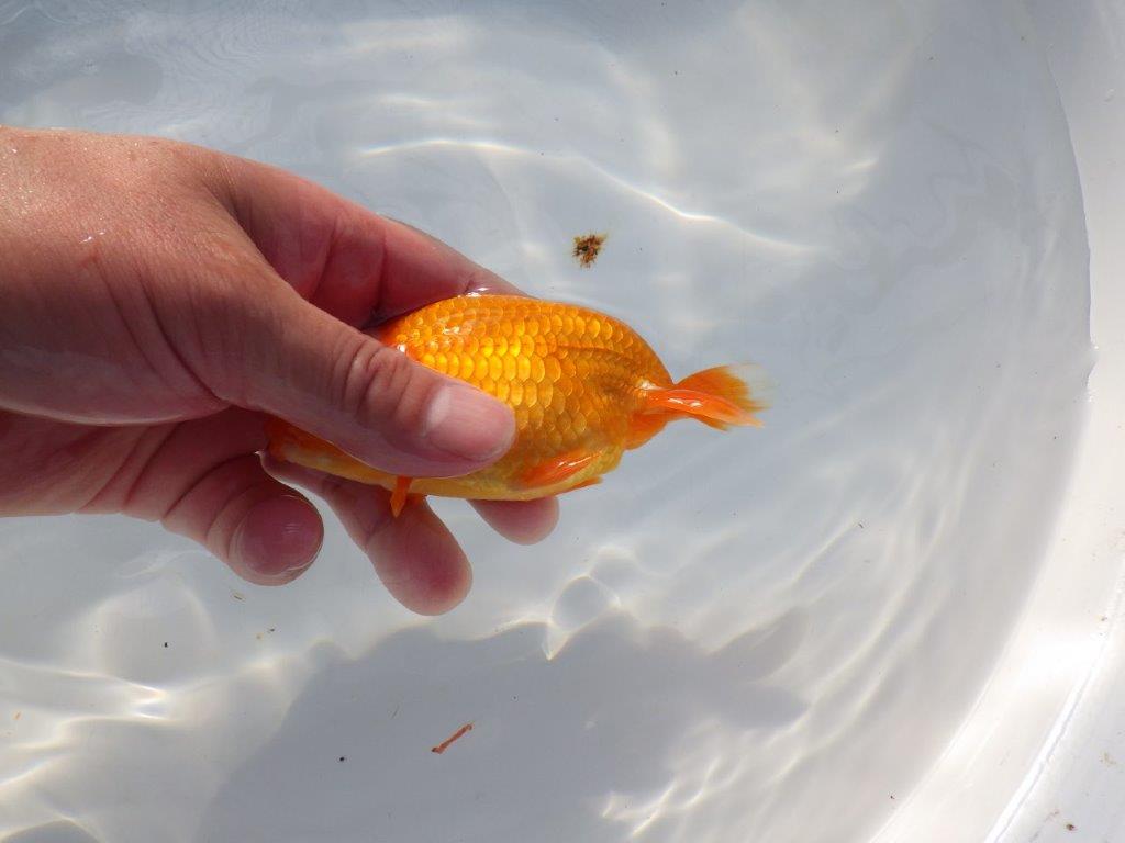 尾構えが良く見栄えの良い　明け二歳魚　 　約13ｃｍ　オス【管理魚】