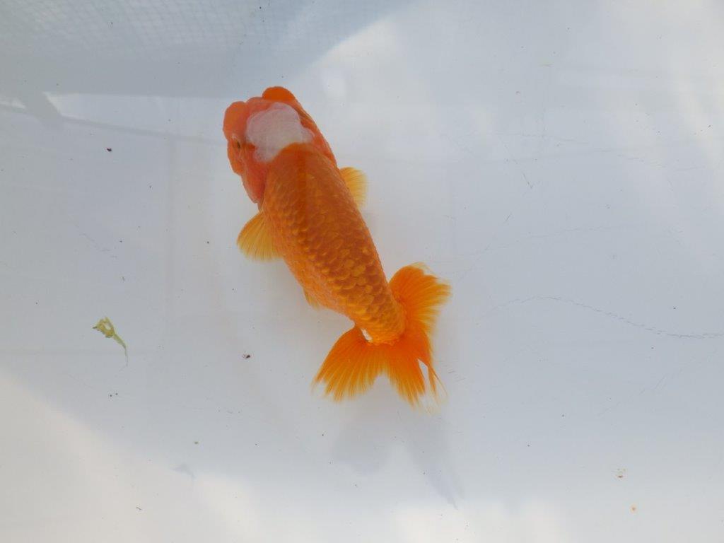 尾構えが良く見栄えの良い　明け二歳魚　 　約13ｃｍ　オス【管理魚】