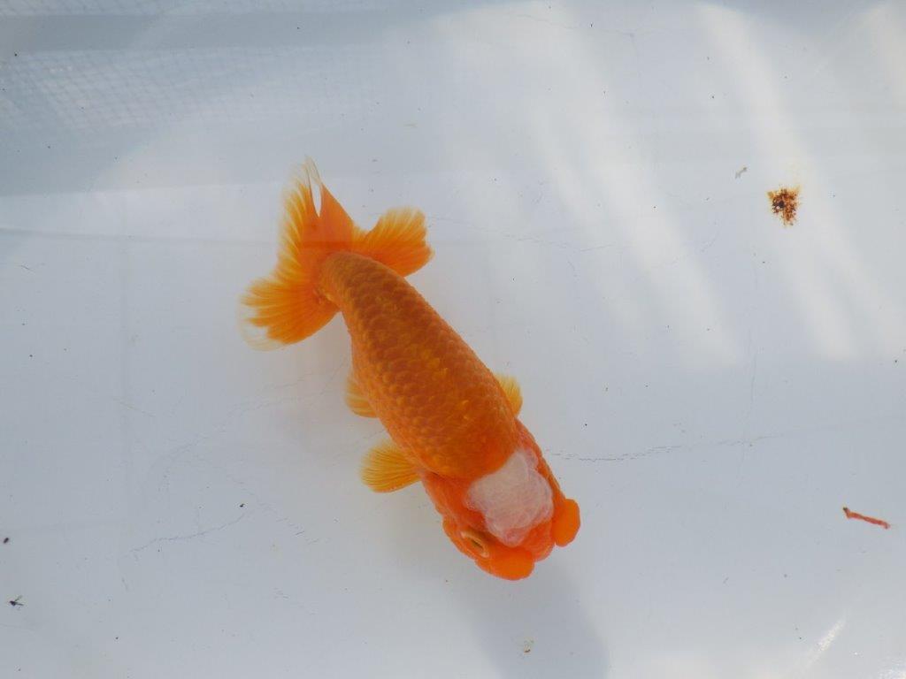 尾構えが良く見栄えの良い　明け二歳魚　 　約13ｃｍ　オス【管理魚】の上身