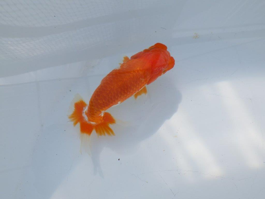 素晴らしいフンタンと構えの良い尾　明け二歳魚　 　約12ｃｍ　オス【管理魚】