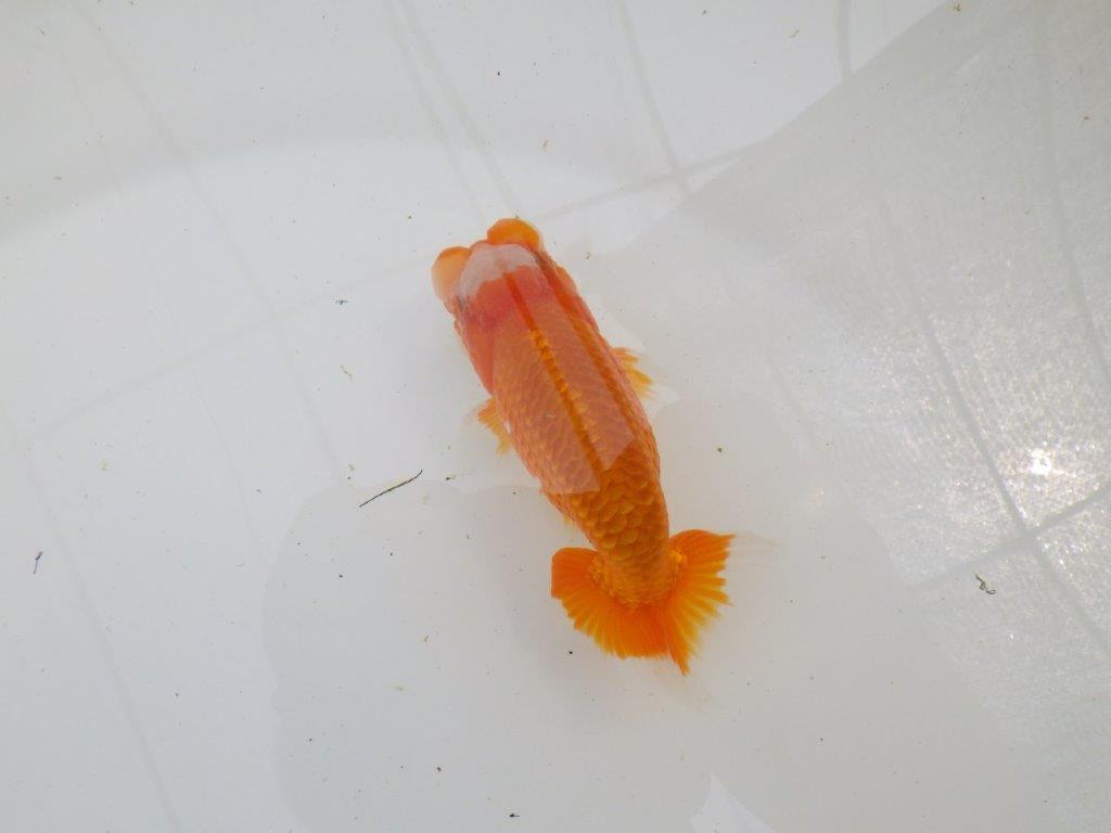 素晴らしいフンタンの発育！　明け二歳らんちゅう　約13㎝ オス【全国大会東大関獲得系統】