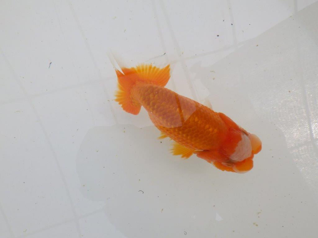 素晴らしいフンタンの発育！　明け二歳らんちゅう　約13㎝ オス【全国大会東大関獲得系統】
