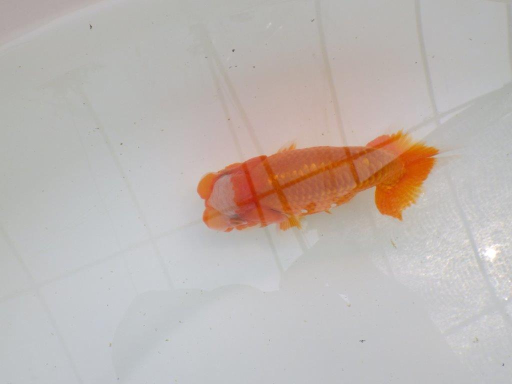 素晴らしいフンタンの発育！　明け二歳らんちゅう　約13㎝ オス【全国大会東大関獲得系統】