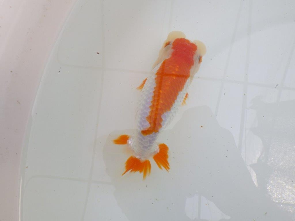 飼い込みお勧め　明け二歳らんちゅう　約17㎝ メス【全国大会東大関獲得系統】