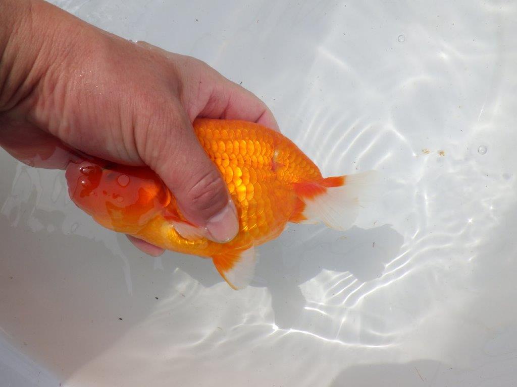 【岡山村上暢彦氏作】迫力のあるらんちゅう　明け弐歳魚　 　約17㎝　メス？