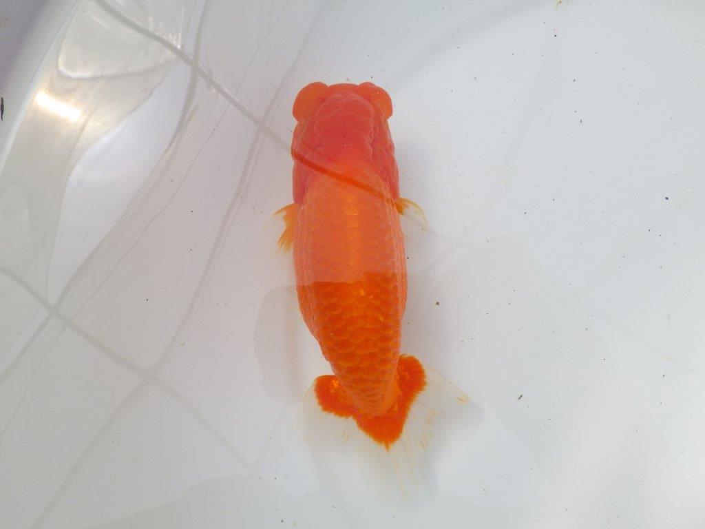 【岡山村上暢彦氏作】迫力のあるらんちゅう　明け弐歳魚　 　約17㎝　メス？