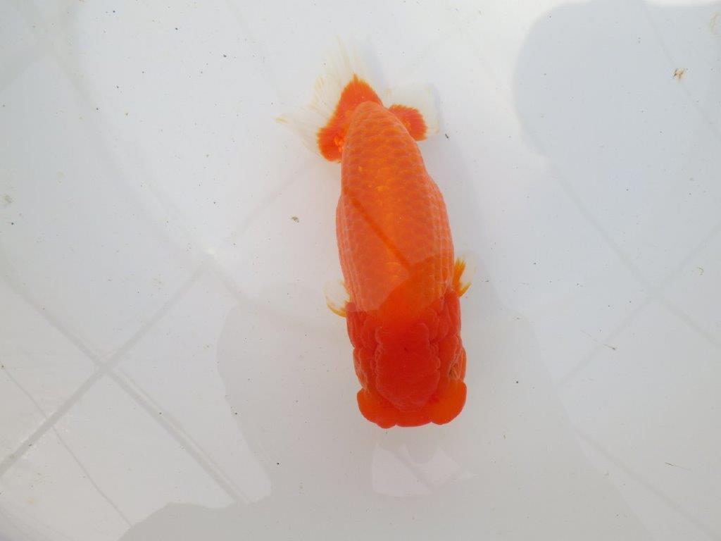 【岡山村上暢彦氏作】迫力のあるらんちゅう　明け弐歳魚　 　約17㎝　メス？