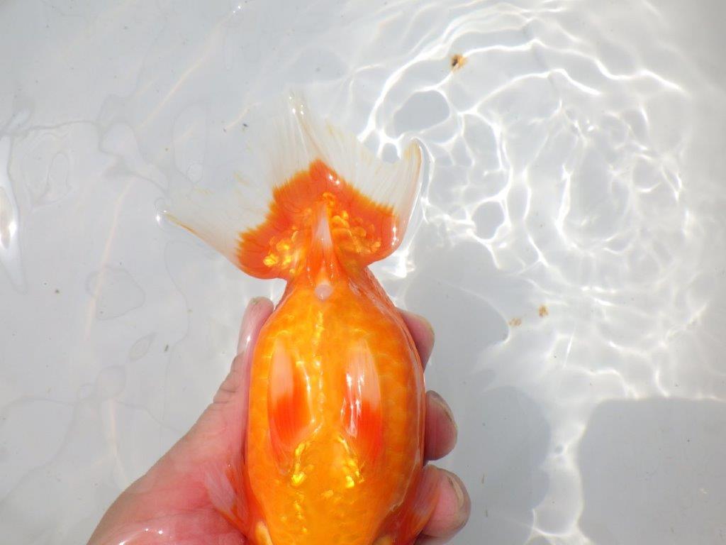 【岡山村上暢彦氏作】迫力のあるらんちゅう　明け弐歳魚　 　約17㎝　メス？