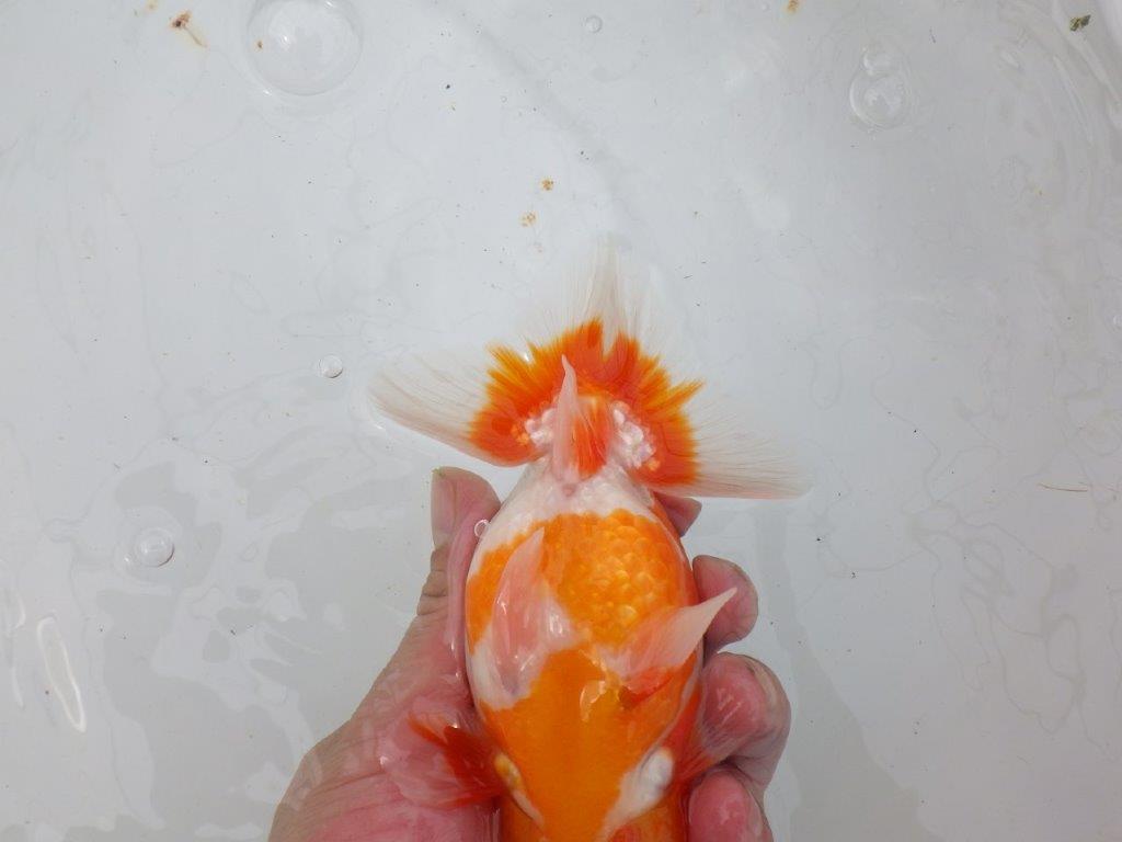 【岡山村上暢彦氏作】飼い込みお勧めらんちゅう　明け弐歳魚　 　約15,5㎝　オス？