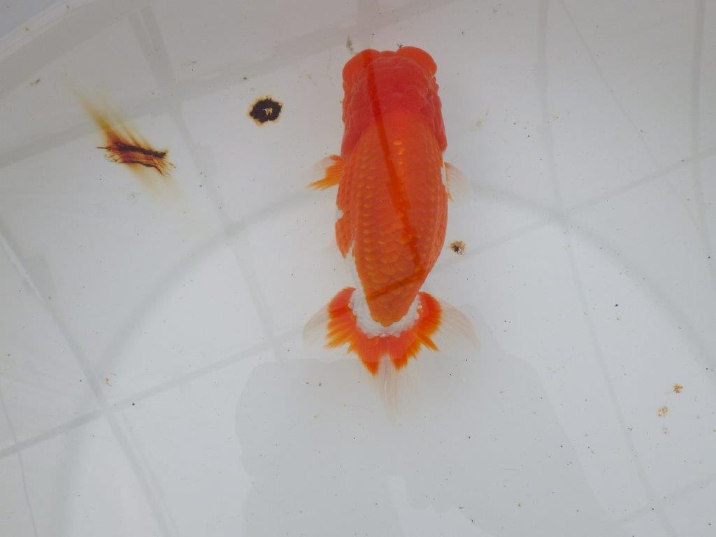 【岡山村上暢彦氏作】飼い込みお勧めらんちゅう　明け弐歳魚　 　約15,5㎝　オス？