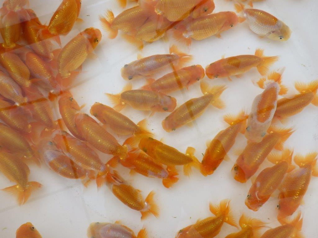 【岡山村上暢彦氏】５月１６日入荷魚から一番良い５尾セット約6,5~8㎝ 限定１セット