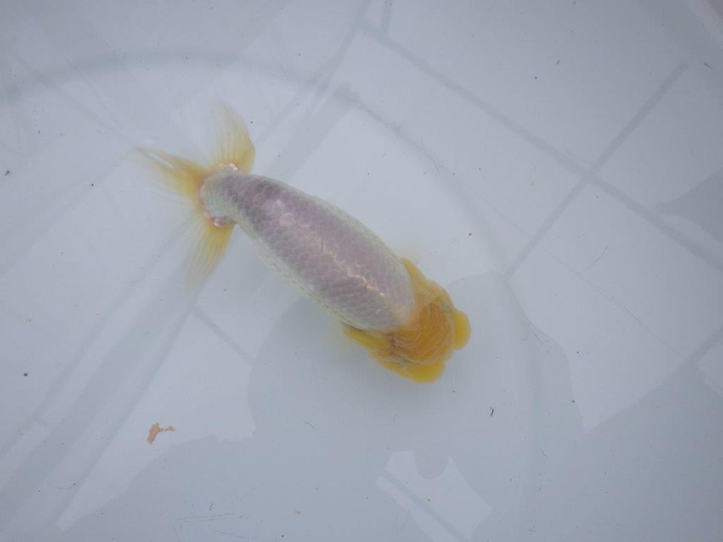 素晴らしいフンタンと尾型の良い明け二歳魚　 　約14,5ｃｍ　オス【管理魚】
