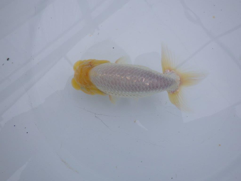 素晴らしいフンタンと尾型の良い明け二歳魚　 　約14,5ｃｍ　オス【管理魚】