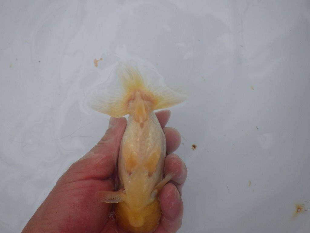素晴らしいフンタンと尾型の良い明け二歳魚　 　約14,5ｃｍ　オス【管理魚】