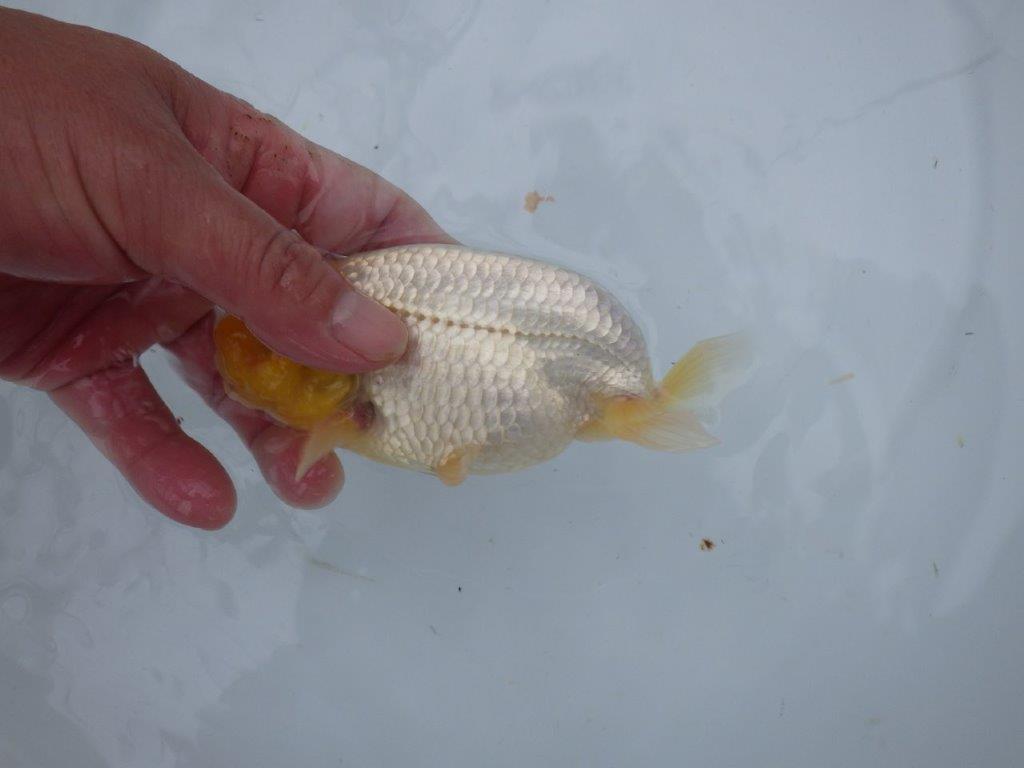 素晴らしいフンタンと尾型の良い明け二歳魚　 　約14,5ｃｍ　オス【管理魚】