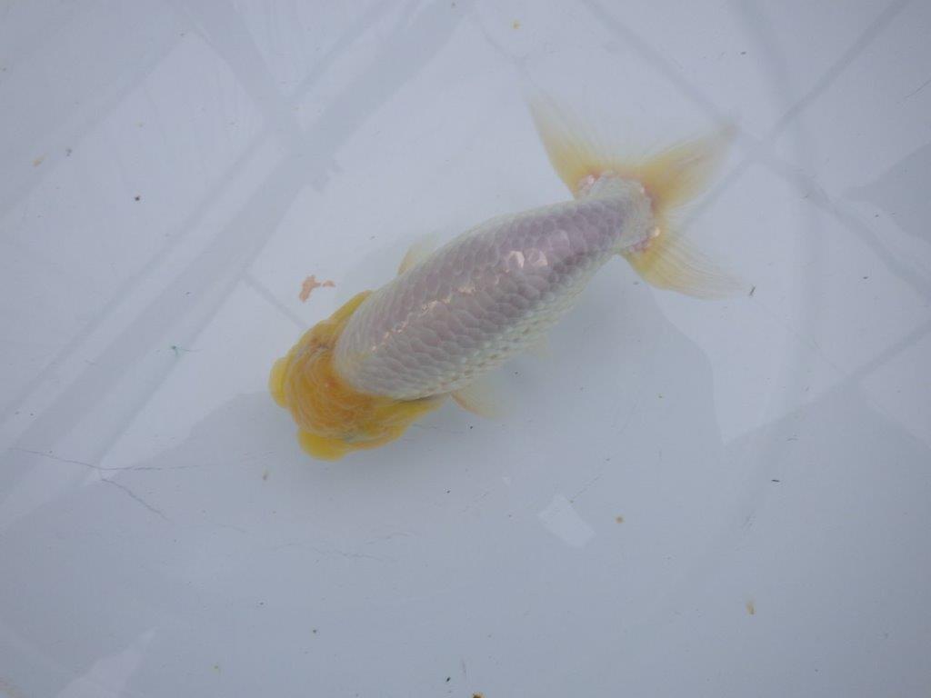素晴らしいフンタンと尾型の良い明け二歳魚　 　約14,5ｃｍ　オス【管理魚】