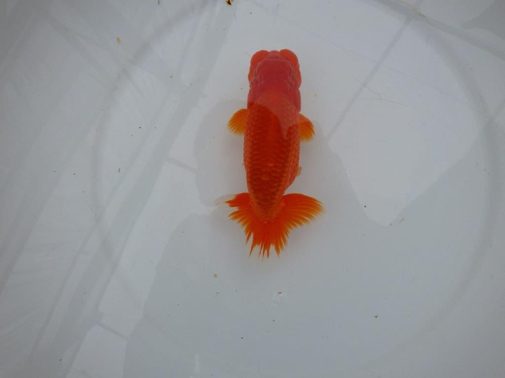 しっかりした雰囲気の明け二歳らんちゅう　 　約14,5ｃｍ　オス【管理魚】