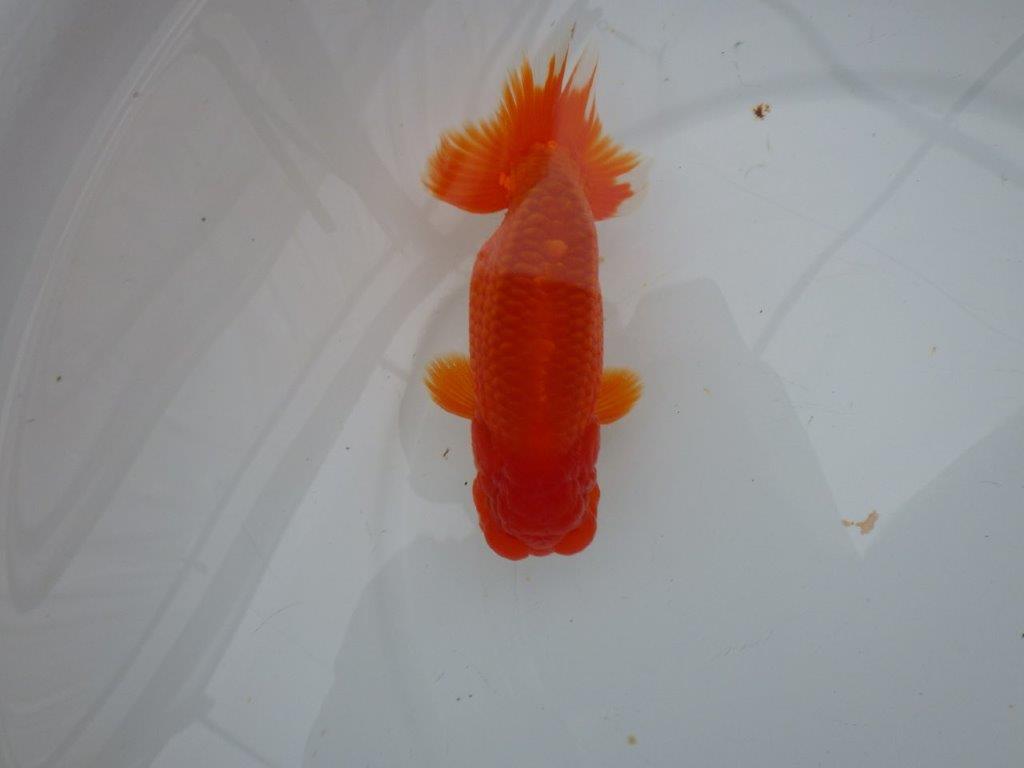 しっかりした雰囲気の明け二歳らんちゅう　 　約14,5ｃｍ　オス【管理魚】