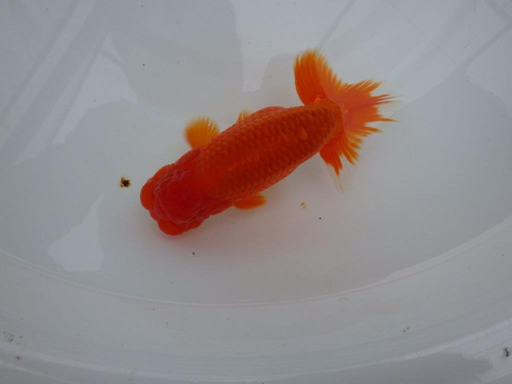 しっかりした雰囲気の明け二歳らんちゅう　 　約14,5ｃｍ　オス【管理魚】