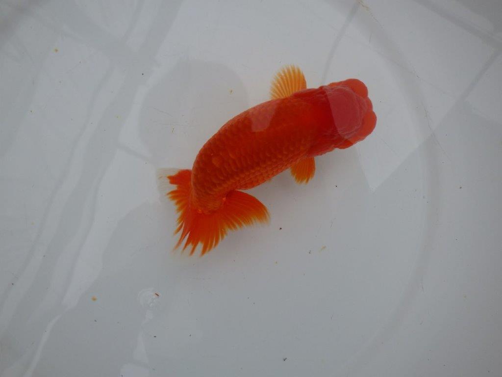 しっかりした雰囲気の明け二歳らんちゅう　 　約14,5ｃｍ　オス【管理魚】