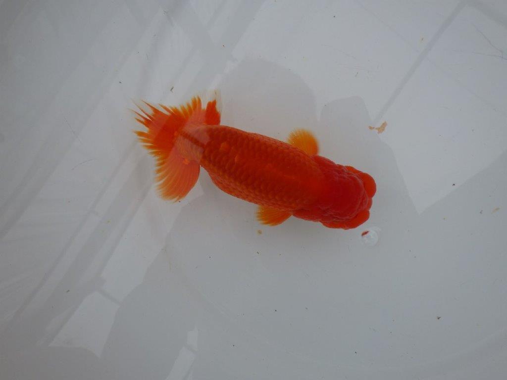しっかりした雰囲気の明け二歳らんちゅう　 　約14,5ｃｍ　オス【管理魚】