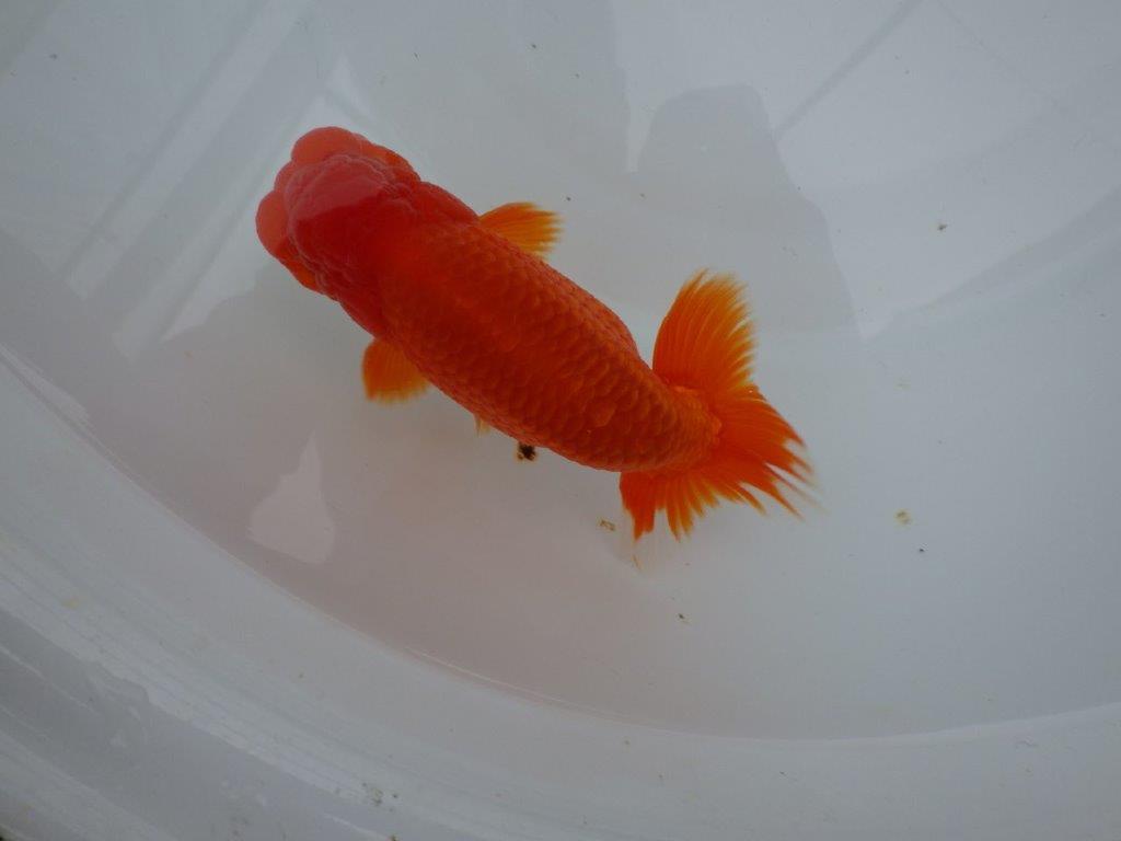 しっかりした雰囲気の明け二歳らんちゅう　 　約14,5ｃｍ　オス【管理魚】