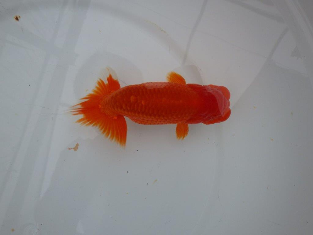 しっかりした雰囲気の明け二歳らんちゅう　 　約14,5ｃｍ　オス【管理魚】