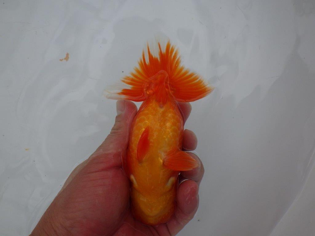 しっかりした雰囲気の明け二歳らんちゅう　 　約14,5ｃｍ　オス【管理魚】