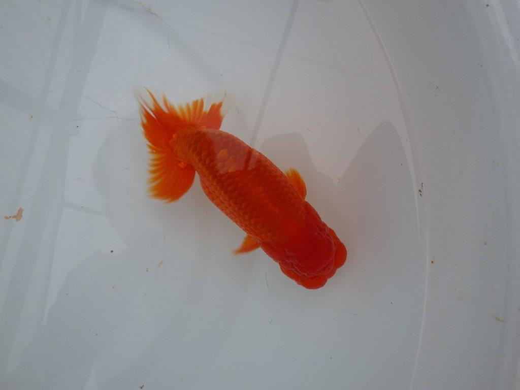 しっかりした雰囲気の明け二歳らんちゅう　 　約14,5ｃｍ　オス【管理魚】