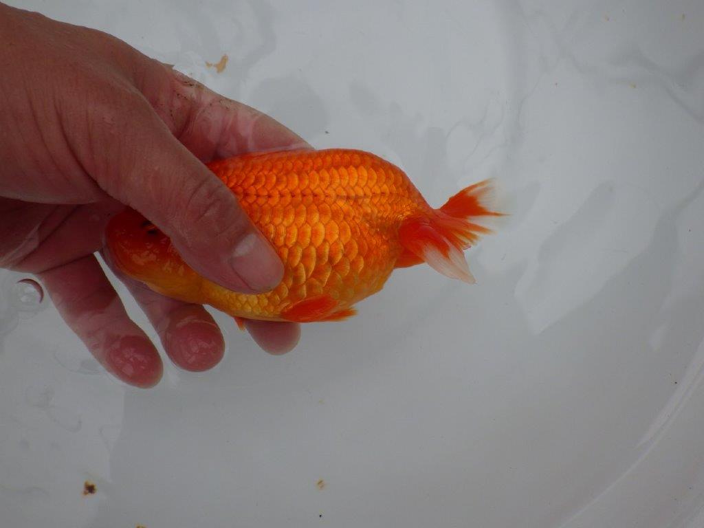 しっかりした雰囲気の明け二歳らんちゅう　 　約14,5ｃｍ　オス【管理魚】