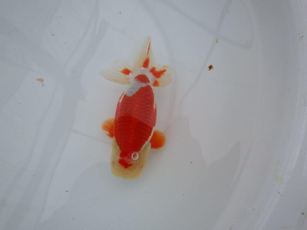 インパクトのある綺麗な更紗　明け二歳らんちゅう　 　約15,5ｃｍ　オス【管理魚】