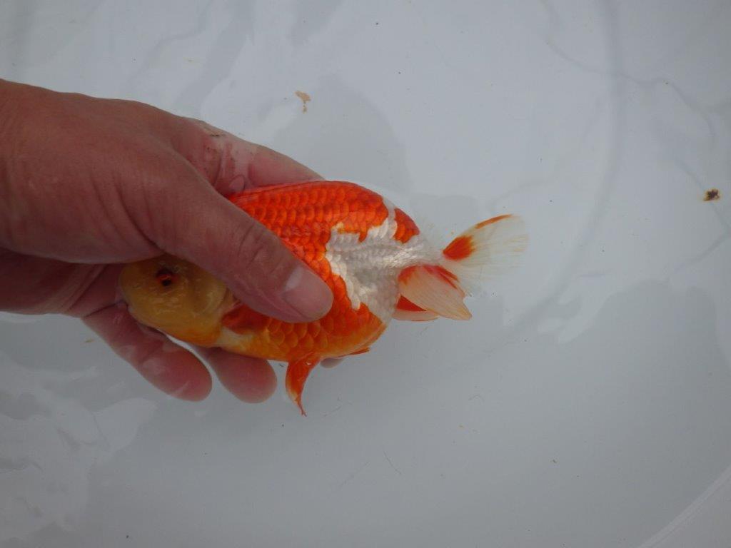インパクトのある綺麗な更紗　明け二歳らんちゅう　 　約15,5ｃｍ　オス【管理魚】