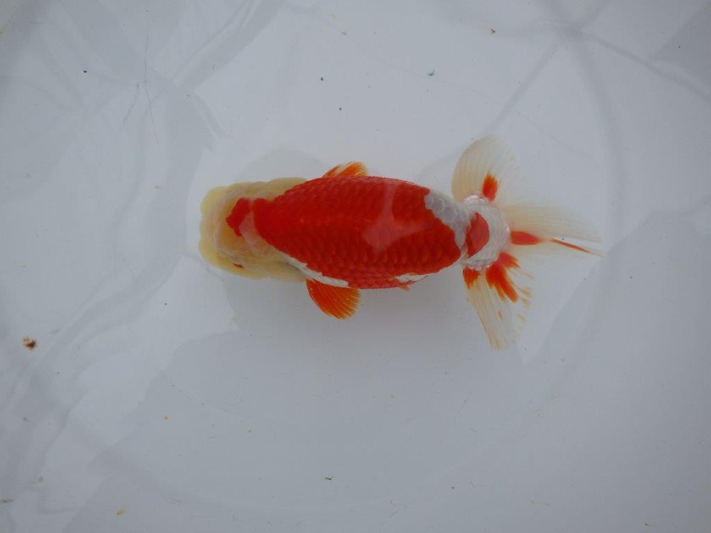 インパクトのある綺麗な更紗　明け二歳らんちゅう　 　約15,5ｃｍ　オス【管理魚】