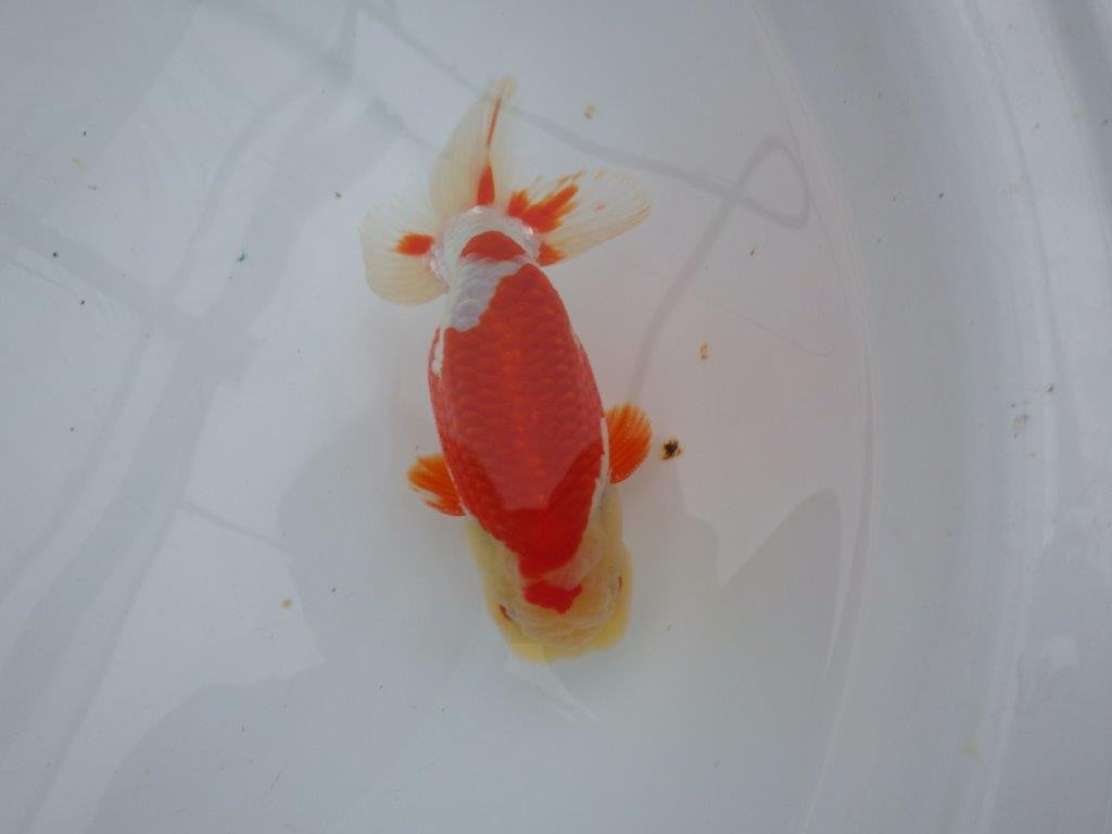 インパクトのある綺麗な更紗　明け二歳らんちゅう　 　約15,5ｃｍ　オス【管理魚】