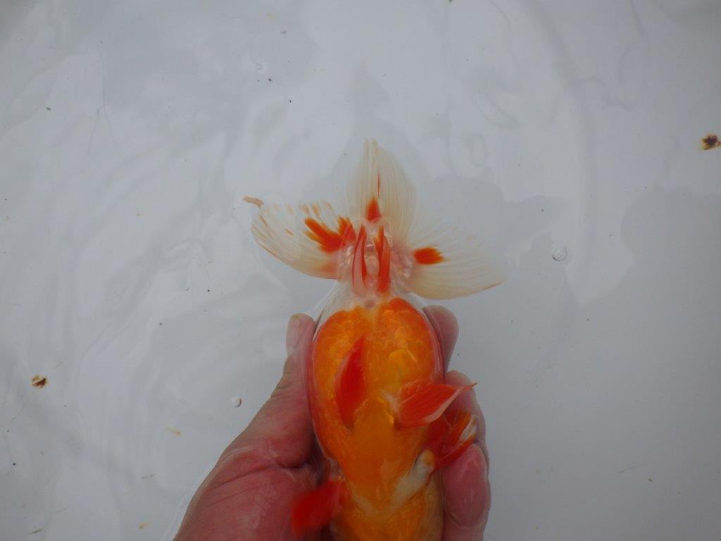インパクトのある綺麗な更紗　明け二歳らんちゅう　 　約15,5ｃｍ　オス【管理魚】
