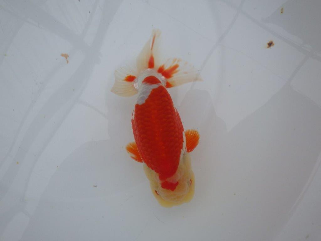 インパクトのある綺麗な更紗　明け二歳らんちゅう　 　約15,5ｃｍ　オス【管理魚】