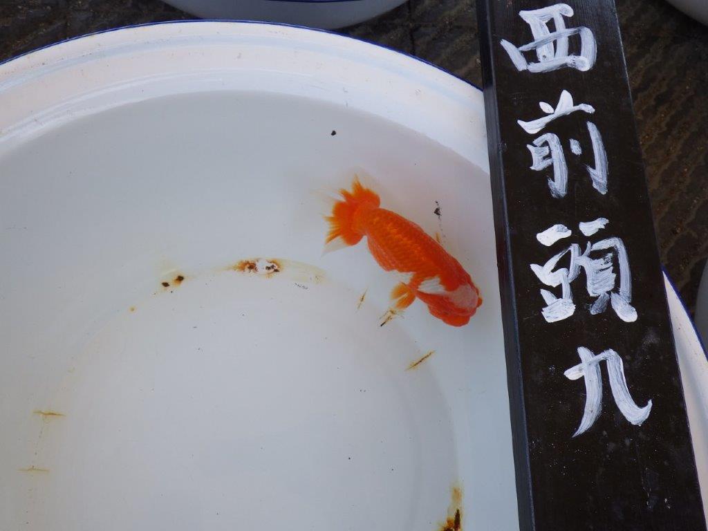 【三重　濱村氏】尾張優魚会　二歳会　西前頭九約14,5cmオス