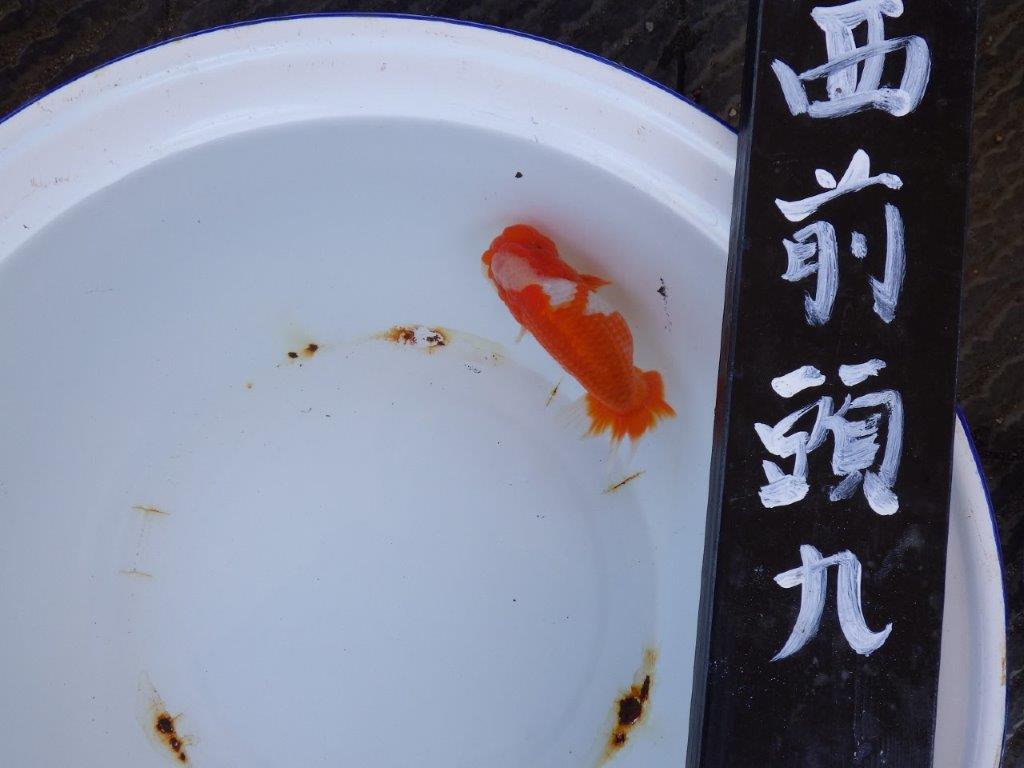 【三重　濱村氏】尾張優魚会　二歳会　西前頭九約14,5cmオス