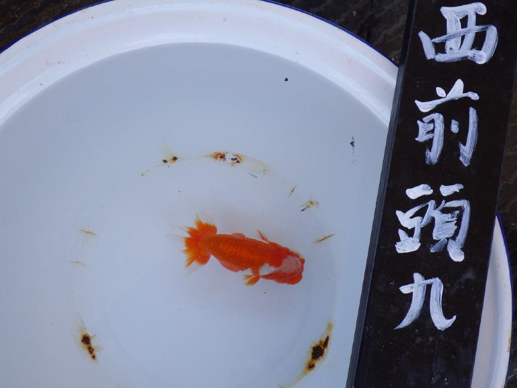 【三重　濱村氏】尾張優魚会　二歳会　西前頭九約14,5cmオス