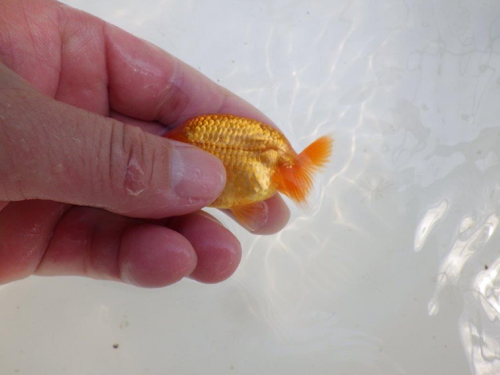 【愛知M 様作　当歳らんちゅう 期間限定販売】尾型が良く太味のある体系　約8,5㎝　性別不明