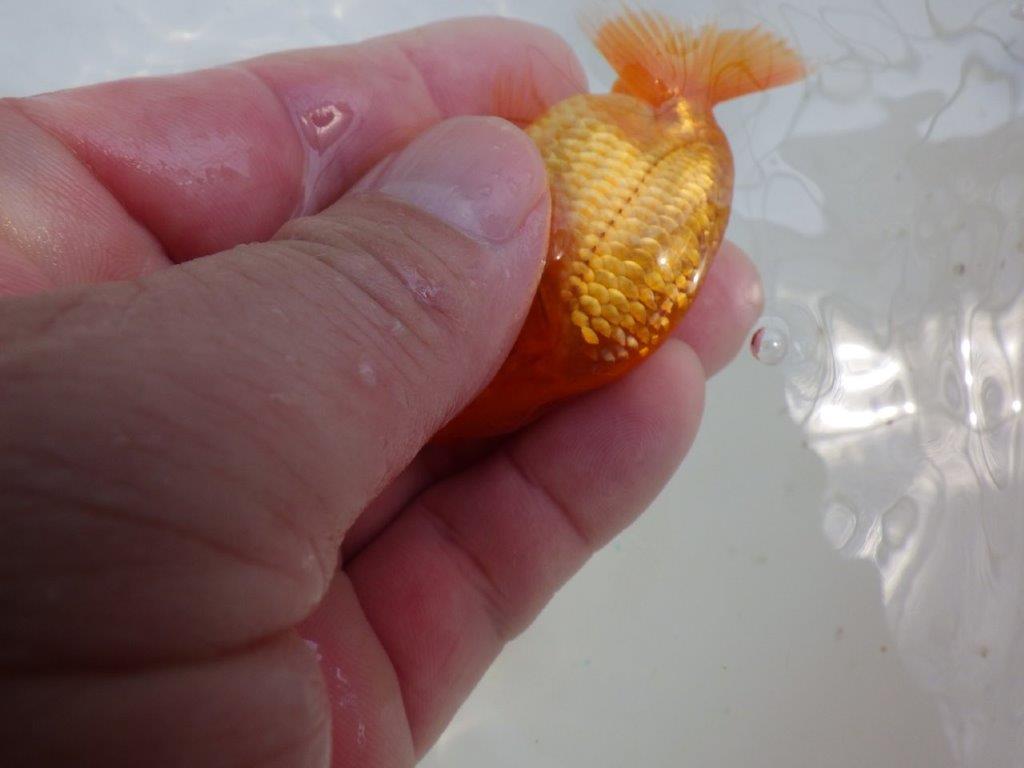 【愛知M 様作　当歳らんちゅう 期間限定販売】尾型が良く太味のある体系　約8,5㎝　性別不明